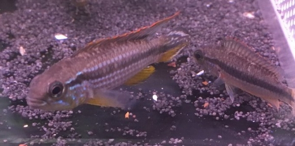 Agassiz Zwergbuntbarsch , Apistogramma agassizii Tefe
